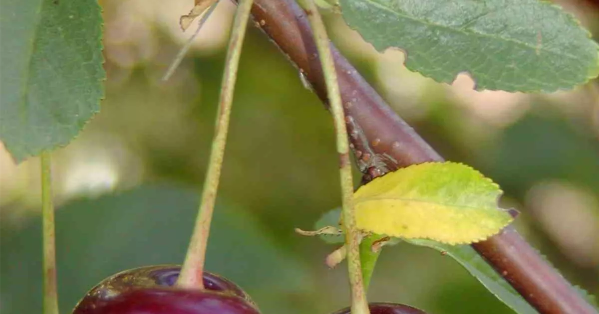 Prunus cerasus Ungarische Traubige, Sauerkirsche Traubige - Ungarische OHG Ganter