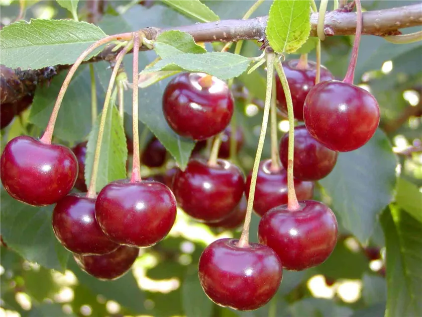 Prunus cerasus Ungarische Traubige, Sauerkirsche OHG - Ungarische Ganter Traubige