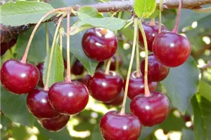 Prunus cerasus OHG Ungarische Traubige, Sauerkirsche Ungarische - Ganter Traubige